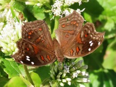 Junonia natalica