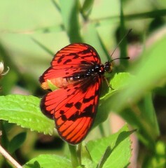 Acraea petraea