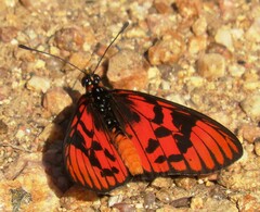 Acraea petraea