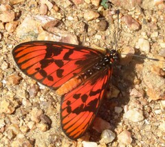 Acraea petraea