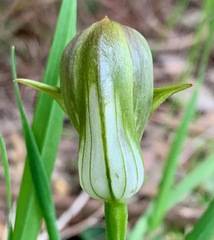 Pterostylis curta