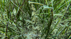 Zosteraceae