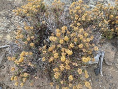 Eriogonum umbellatum