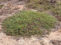 Cistus salviifolius