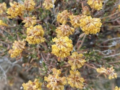 Eriogonum umbellatum