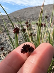 Juncus ensifolius