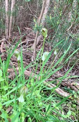 Pterostylis curta