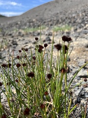 Juncus ensifolius