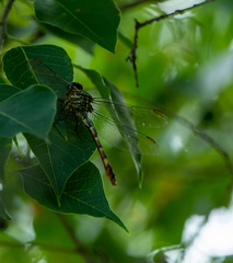 Aphylla angustifolia