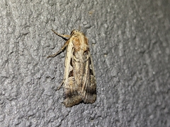 Parabagrotis