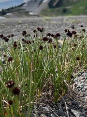 Juncus ensifolius