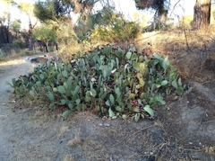 Opuntia orbiculata