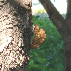 Hyalessa maculaticollis