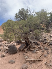 Juniperus osteosperma