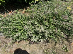 Origanum vulgare