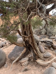 Juniperus osteosperma