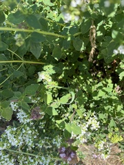 Origanum vulgare