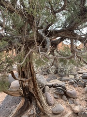Juniperus osteosperma