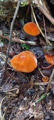 Mycena strobilinoidea