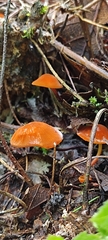 Mycena strobilinoidea