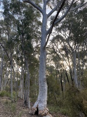 Eucalyptus rossii