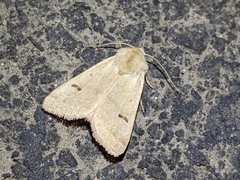 Dichagyris variabilis