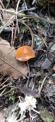 Mycena strobilinoidea