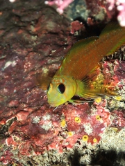 Notoclinops yaldwyni