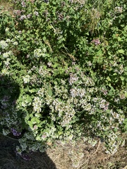 Origanum vulgare