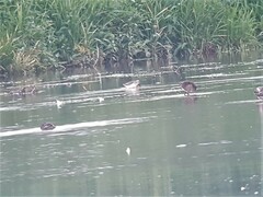 Calidris ferruginea