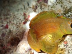 Notoclinops yaldwyni