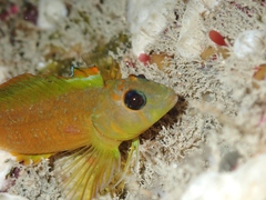 Notoclinops yaldwyni