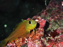 Notoclinops yaldwyni