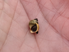Littorina saxatilis