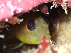 Notoclinops yaldwyni