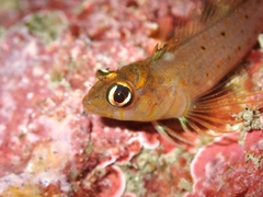 Notoclinops yaldwyni