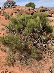 Ephedra
