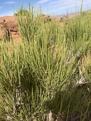 Ephedra