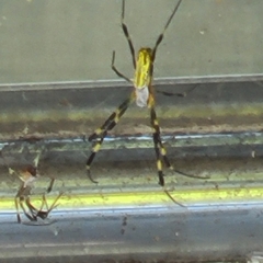 Trichonephila clavata