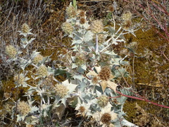 Eryngium maritimum