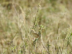 Cisticola marginatus