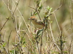 Cisticola marginatus