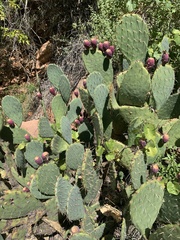 Opuntia