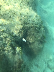 Gymnothorax meleagris