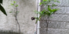 Gasteracantha kuhli