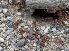 Pogonomyrmex salinus