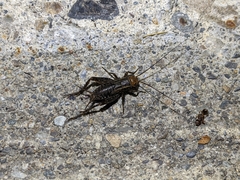 Allonemobius fasciatus