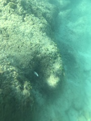 Gymnothorax meleagris