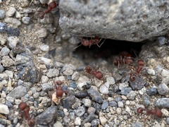 Pogonomyrmex salinus