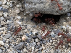 Pogonomyrmex salinus